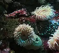 Seeanemonen