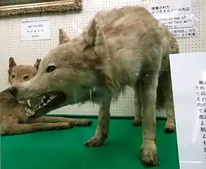 Hokkaidō-Wolf