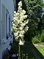 Yucca gloriosa. Bild ist Ende Juli in Südbayern entstanden