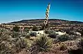 Yucca angustissima in Blüte in Arizona