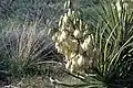 Mit hängenden Blüten in Arizona