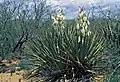 Mit Blütenstand in New Mexico