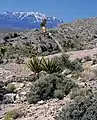 Yucca schidigera im Hintergrund Yucca brevifolia in steinigem, hügeligen Terrain in Nevada