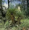 In lichtem Waldland in Arizona