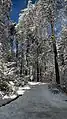 Winterlicher Wald am Zürichberg