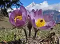 Magerwiese mit Berg-Kuhschelle (Pulsatilla montana) in der oberen Hellela (Zeneggen)