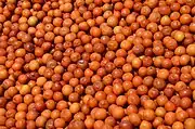 Indische Jujube