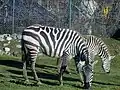 Steppenzebras