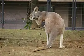 Rotes Riesenkänguru