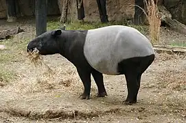 Schabrackentapir