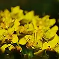 Zypressen-Wolfsmilch (Euphorbia cyparissias)