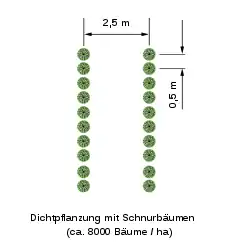 Dichtpflanzung mit Schnurbäumen