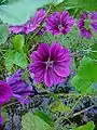 Malva sylvestris