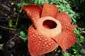 Rafflesia arnoldii