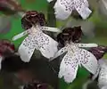 Orchis purpurea ĉe la monto Blassenberg (Großkochberg)