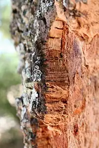 Suberata acido ĉeestas en la frogoveneno kaj en la Quercus suber sub la suberina formo