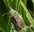 Coreus marginatus