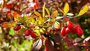 Thunberg-berberiso (Berberis thunbergii)