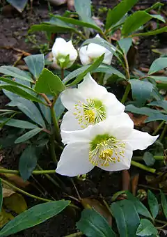 Helleborus niger