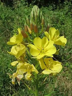 dujara enotero (Oenothera biennis)