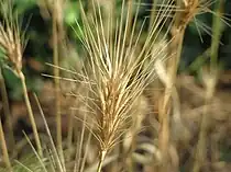 Spiko de Hordeum murinum