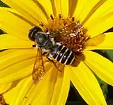 Abelo Megachile polenigante floron (melitofilio).