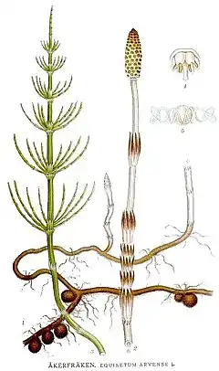 ordinara ekvizeto (Equisetum arvense), ilustraĵo