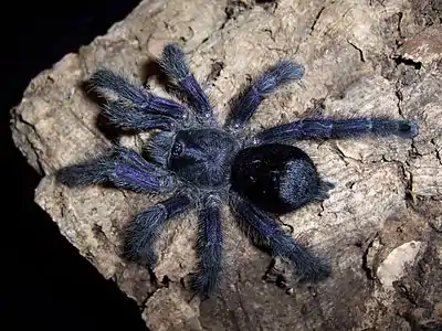 Avicularia purpurea