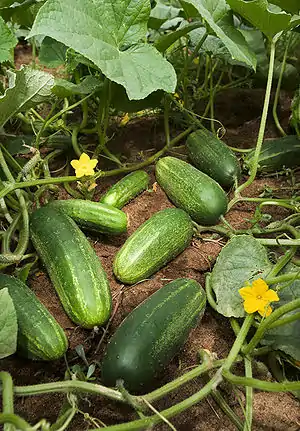 kukumo (Cucumis sativus)