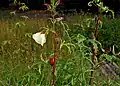 Abelmoschus manihot (tetraphyllus) en Goao, Barato