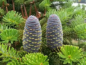 Korea abio (Abies koreana) strobiloj kaj pingloj