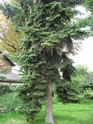 Abies numidica en botanika ĝardeno apud Parizo