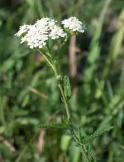 Milfolia akileo (Achillea millefolium)