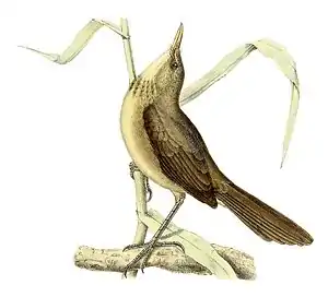 Madagaskara kanbirdo