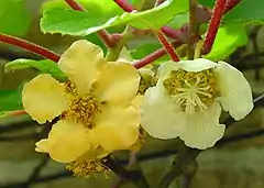 Actinidia chinensis