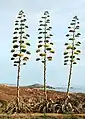 amerika agavo (Agave americana)