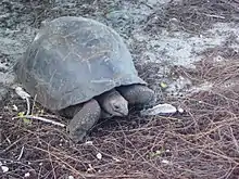 Aldabra tortoise