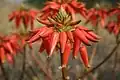 Aloe hereroensis