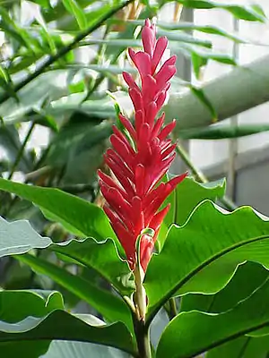 purpura alpinio (Alpinia purpurata)