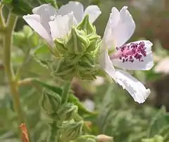 Oficina alteo, Althaea officinalis