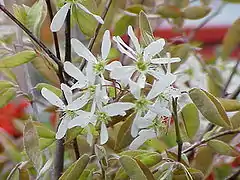 Amelanchier lamarckii (sin. Amelanchier grandiflora)