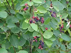 ordinara amelanĉo (Amelanchier ovalis) en Supra Aŭstrio