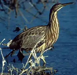 Nordamerika botaŭro (Botaurus lentiginosus)