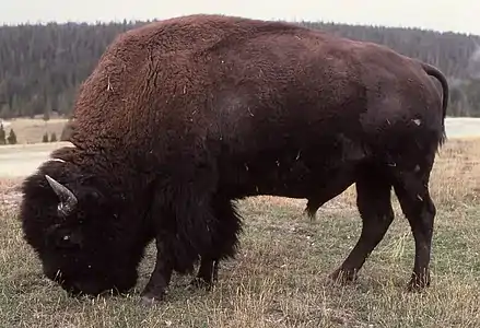 Amerika bizono (Bison bison)