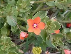 Anagallis arvensis