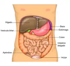 Stomako, hepato kaj intestoj.