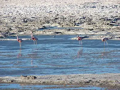 Grupo de Andaj flamengoj ĉe Salar de Pedernales en la Regiono Atakamo de Ĉilio