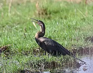 Afrika sagobirdo, ĉe Nacia Parko Ĉobe