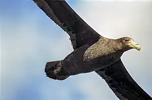 Junulo de Suda giganta petrelo