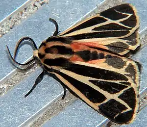 Apantesis phalerata